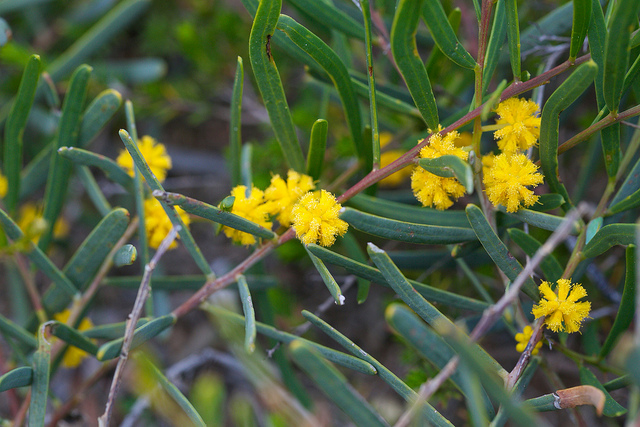 Acacia ligulata (Acacia ligulata)