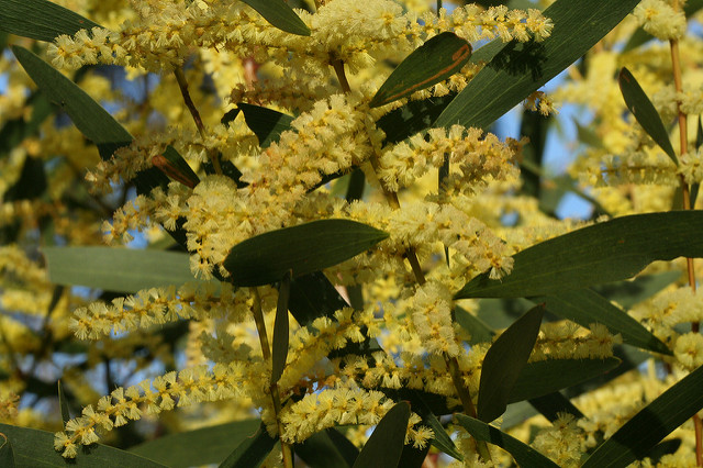 Mimosa à longues feuilles (Acacia longifolia)
