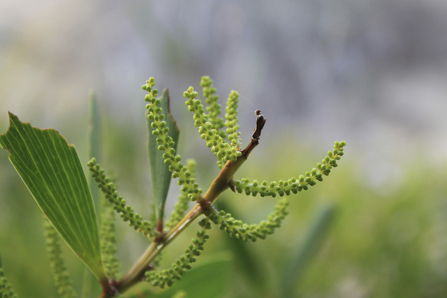 Mimosa à longues feuilles