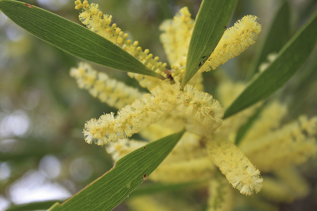 Mimosa à longues feuilles