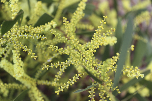 Mimosa à longues feuilles