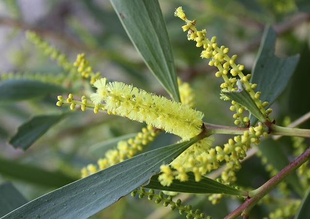 Mimosa à longues feuilles