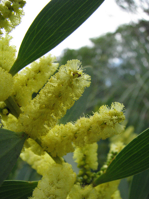 Mimosa à longues feuilles