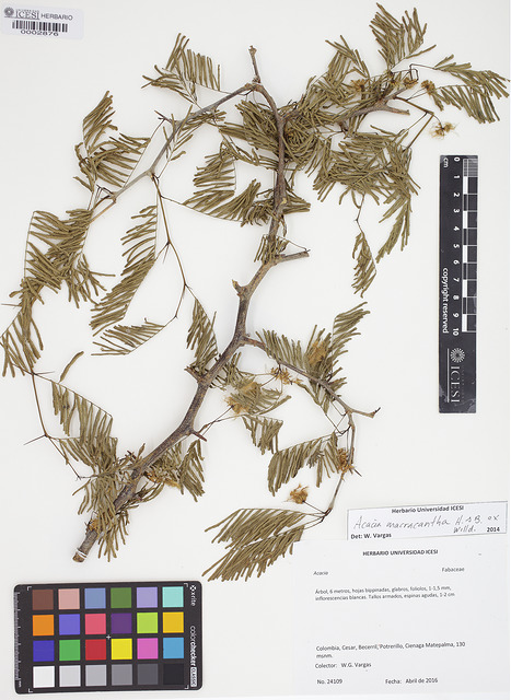 Acacia macracantha