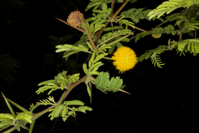 Acacia macracantha (Acacia macracantha)