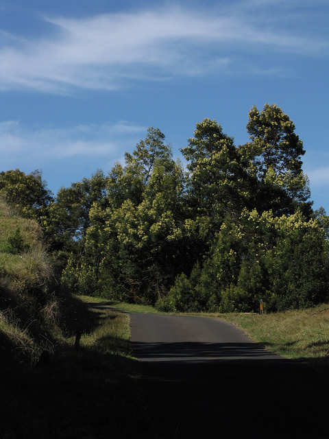 Mimosa vert (Acacia mearnsii)