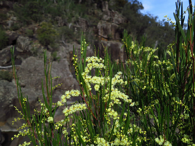 Acacia mucronata