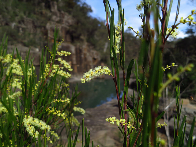 Acacia mucronata