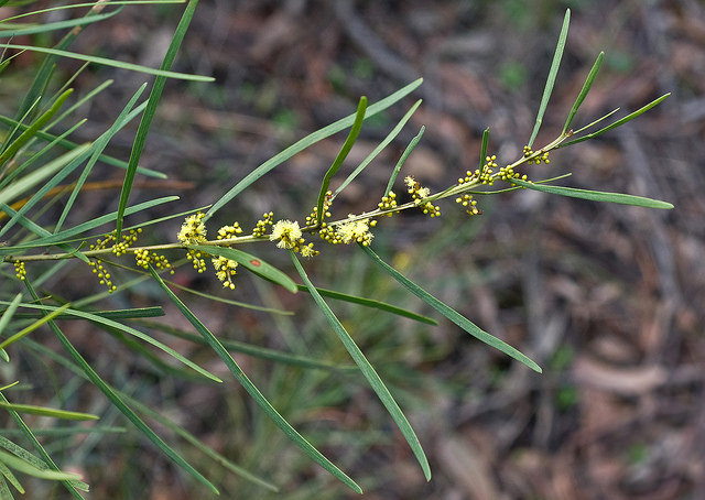 Acacia mucronata