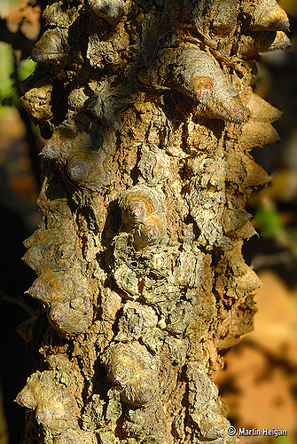 Acacia nigrescens