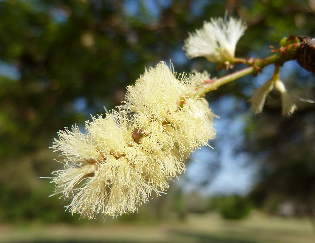 Acacia nigrescens