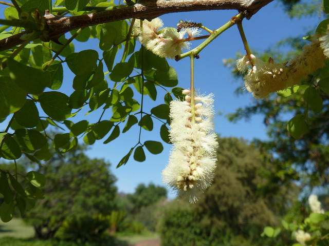 Acacia nigrescens