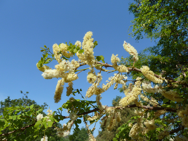 Acacia nigrescens