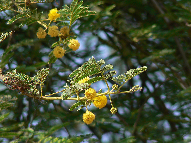 Acacia nilotica
