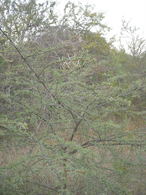 Acacia nilotica
