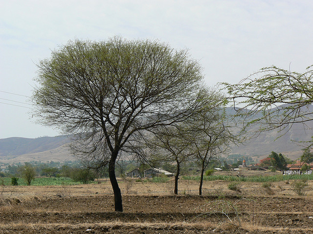 Acacia nilotica
