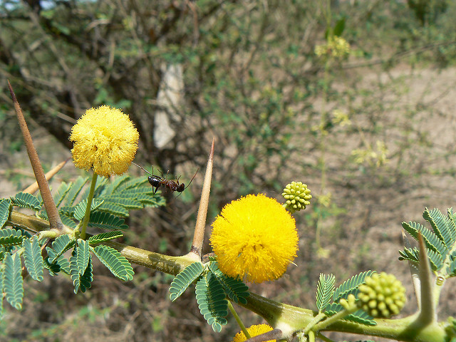 Acacia nilotica