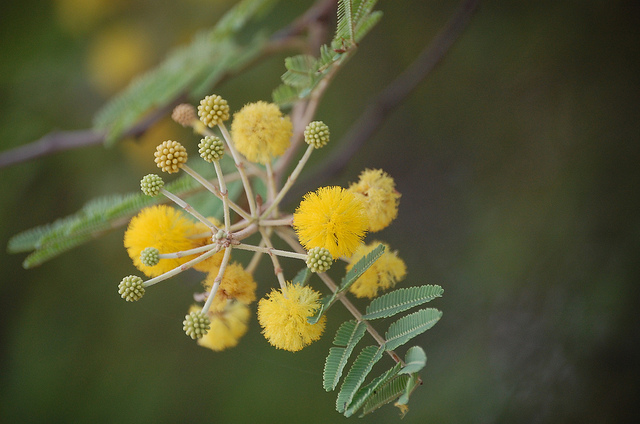 Acacia nilotica
