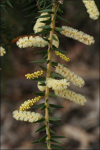 Acacia oxycedrus