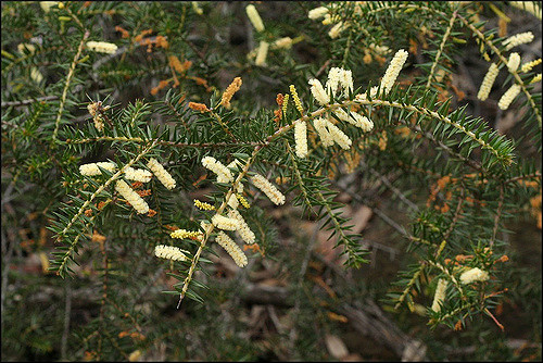 Acacia oxycedrus