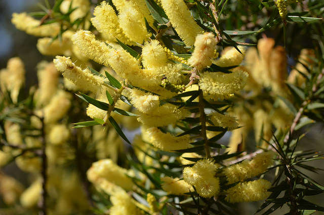 Acacia oxycedrus
