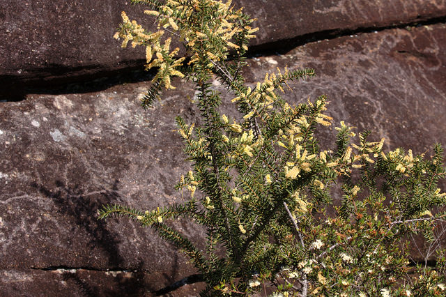 Acacia oxycedrus