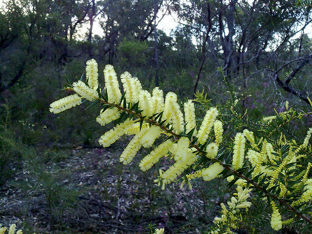 Acacia oxycedrus