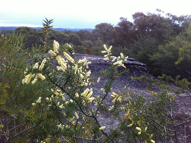 Acacia oxycedrus (Acacia oxycedrus)