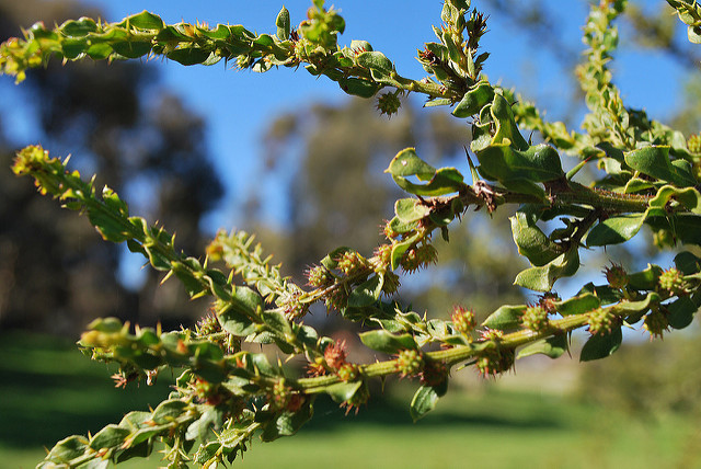 Acacia paradoxa