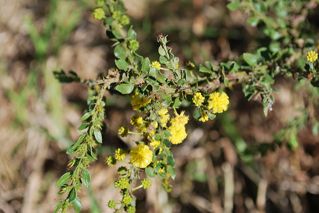 Acacia paradoxa