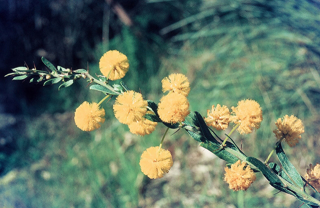 Acacia paradoxa