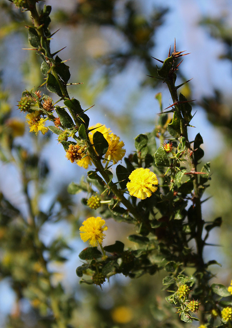 Acacia paradoxa