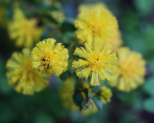 Acacia paradoxa