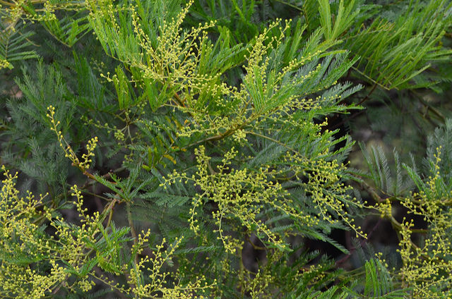 Acacia parramattensis