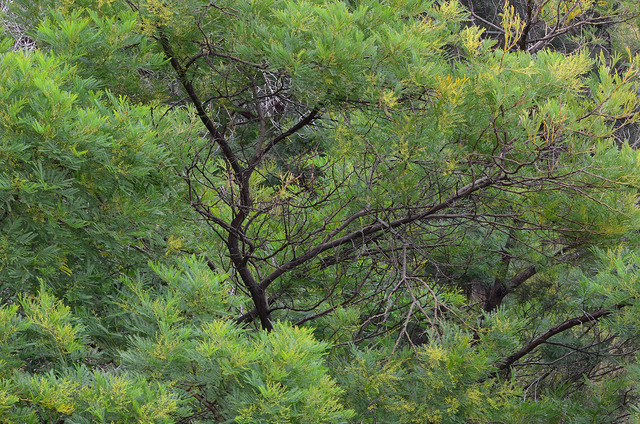 Acacia parramattensis