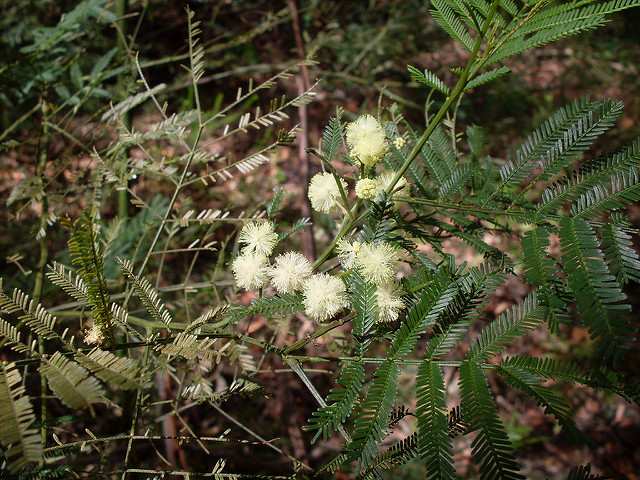 Acacia parramattensis
