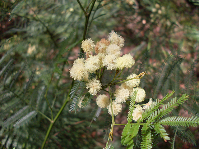 Acacia parramattensis