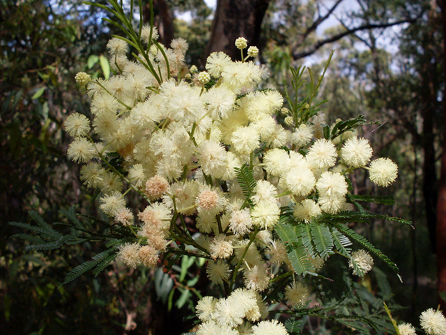Acacia parramattensis