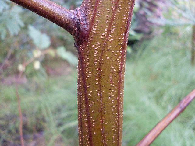 Acacia parramattensis (Acacia parramattensis)