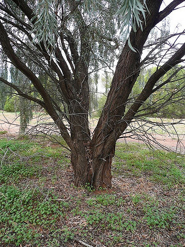 Acacia pendula