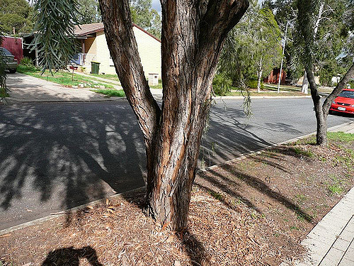 Acacia pendula
