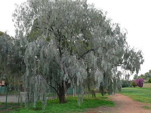 Acacia pendula