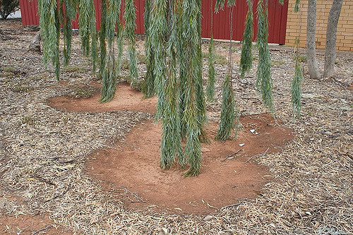 Acacia pendula