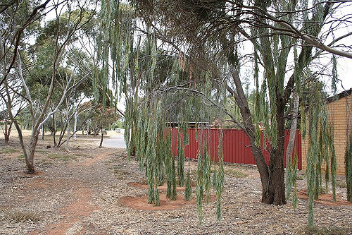 Acacia pendula (Acacia pendula)