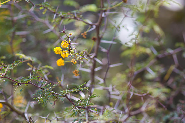 Acacia pinetorum