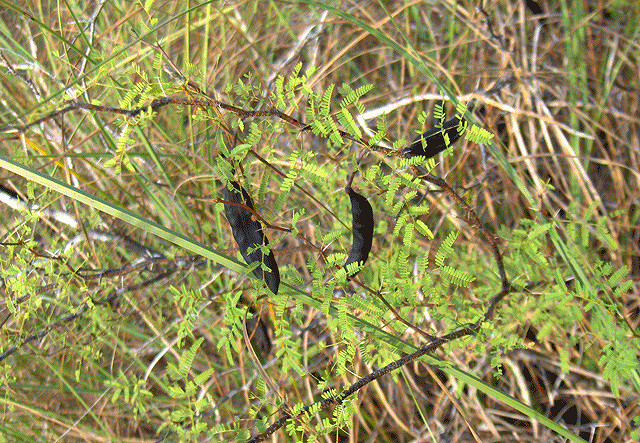 Acacia pinetorum