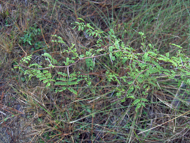 Acacia pinetorum