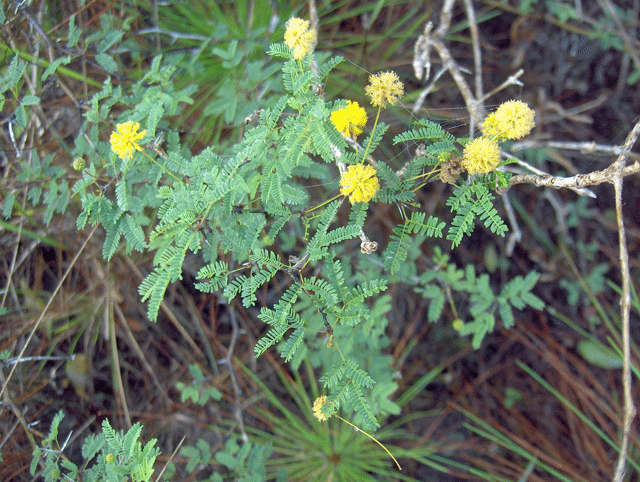 Acacia pinetorum