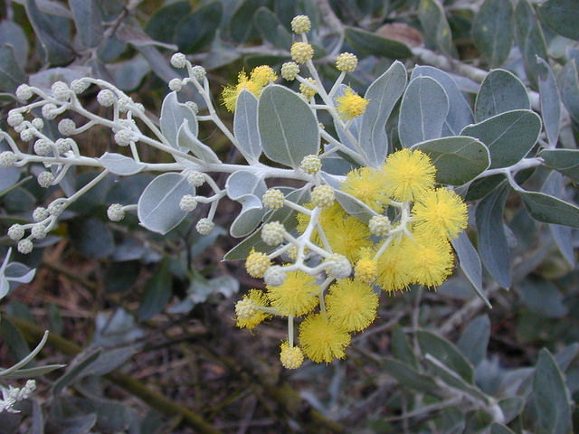 Acacia podalyriifolia