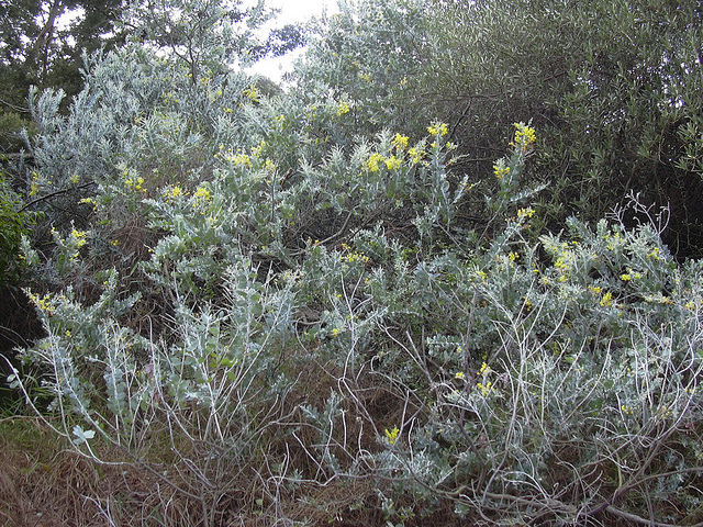 Acacia podalyriifolia